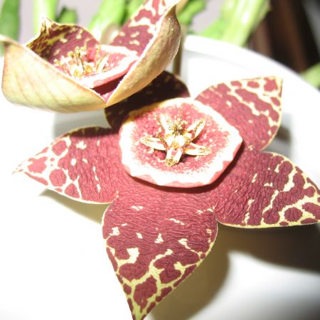 stapelia - steaua serifului