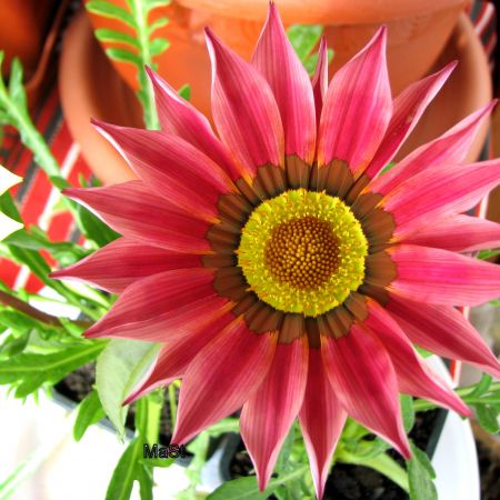 Gazania 1