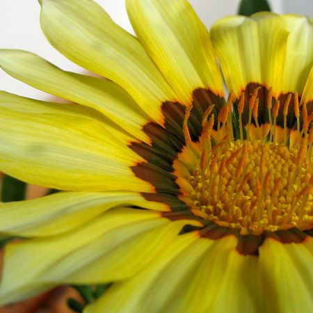 Gazania 2