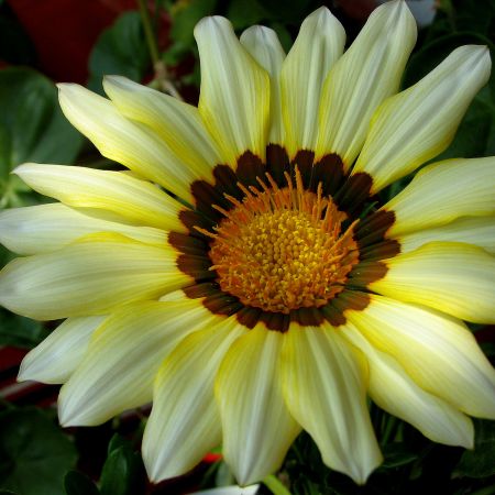 Gazania 2..cu soare!