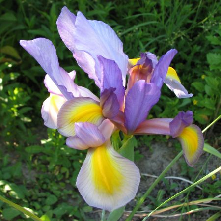 Iris (MaSt)