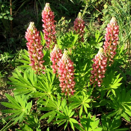 Lupin (MaSt)