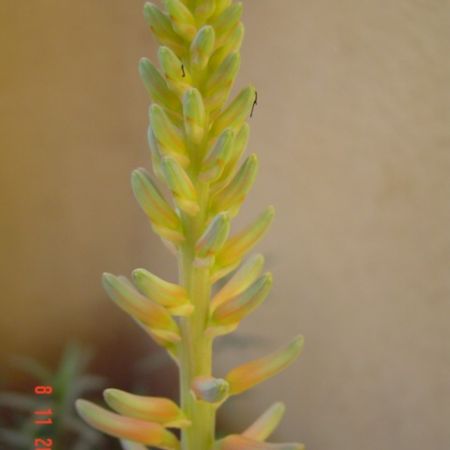 floare de aloe vera