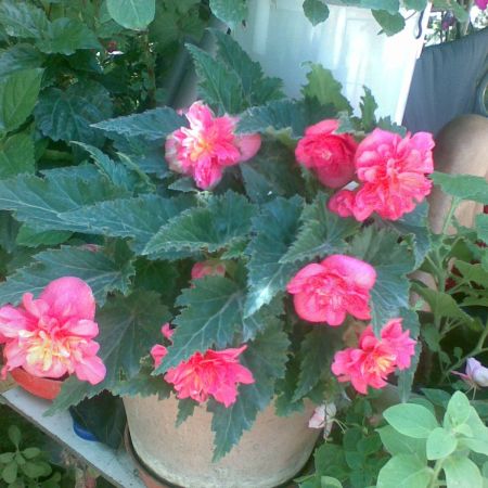 BEGONIA