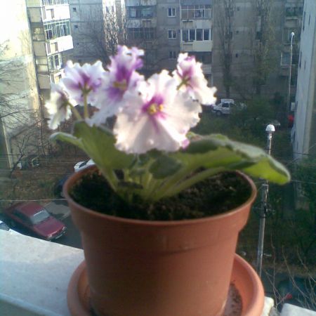 Violeta