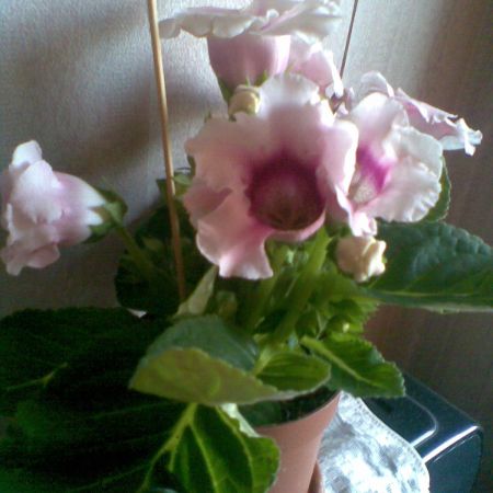 Gloxinia