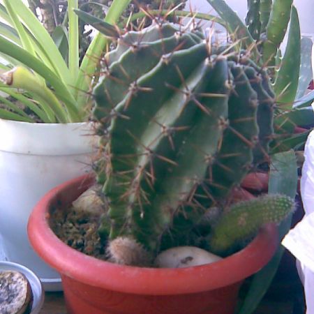 UN FRUMOS CACTUS