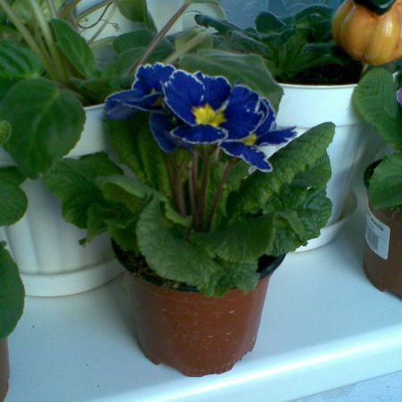 PRIMULA