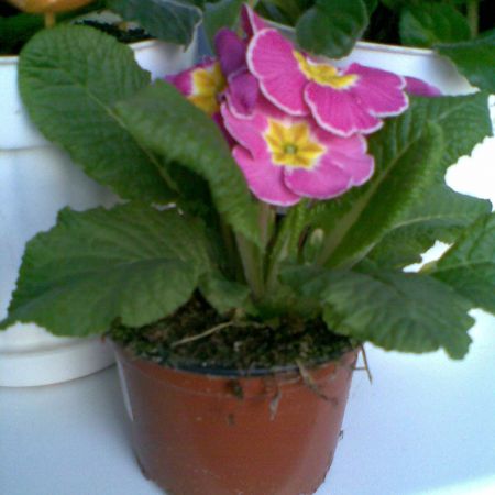 PRIMULA