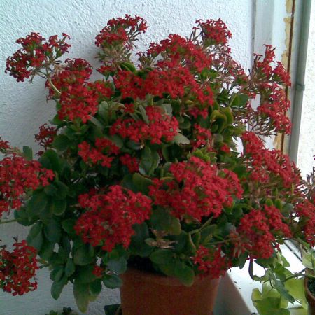 CALANCHOE