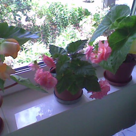 begonia