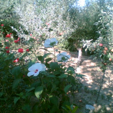 hibiscus peren