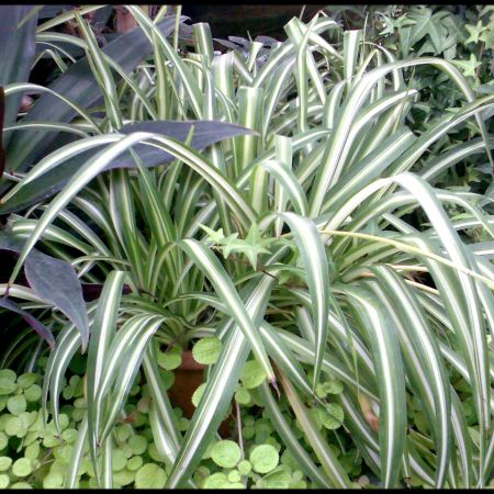 Chlorophytum