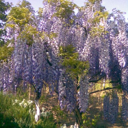 GLICINIA IN GRADINA