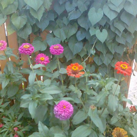 Zinnia elegans  (sau carciumarese popular)