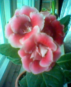 GLOXINIA