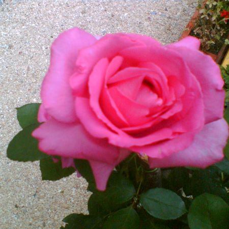 trandafir superb
