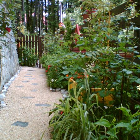 gradina mea de via
