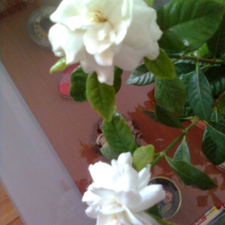 gardenia