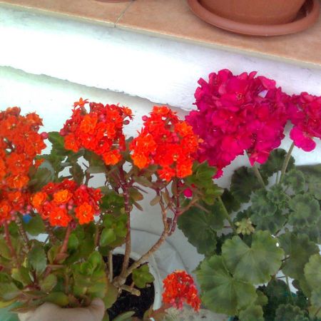 muscata rosie superba -kalanchoe