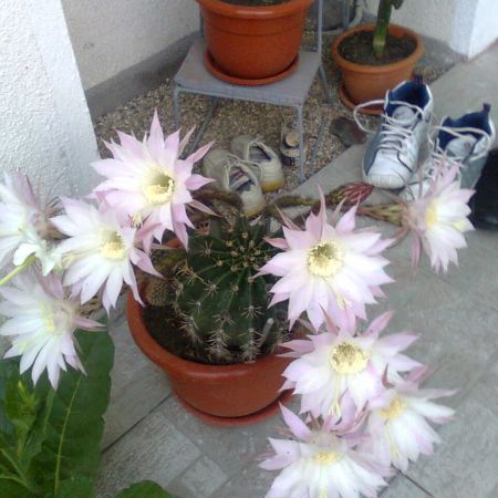 FLORI DE CACTUS