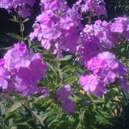 Phlox