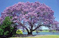 jacaranda