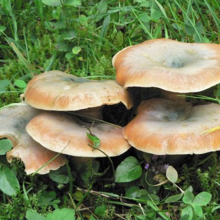 Lactarius deterrimus