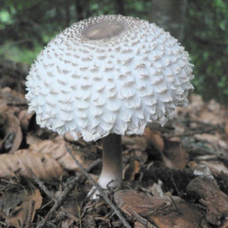 Lepiota puellaris