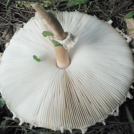 Lepiota puellaris