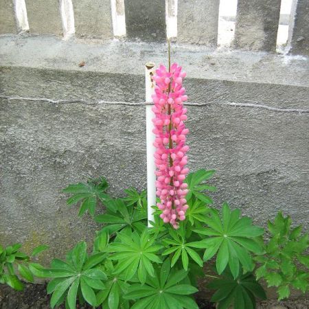 Lupin