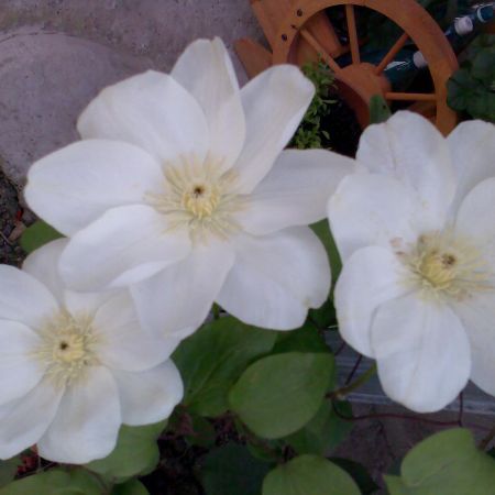 Clematita alba