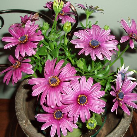 Osteospermum Passion Mix