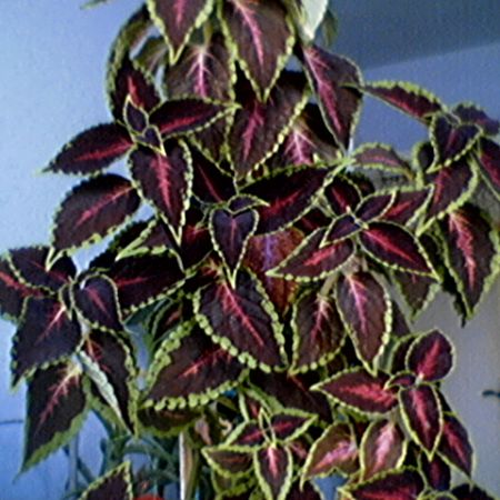 coleus