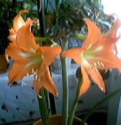 AMARYLLIS