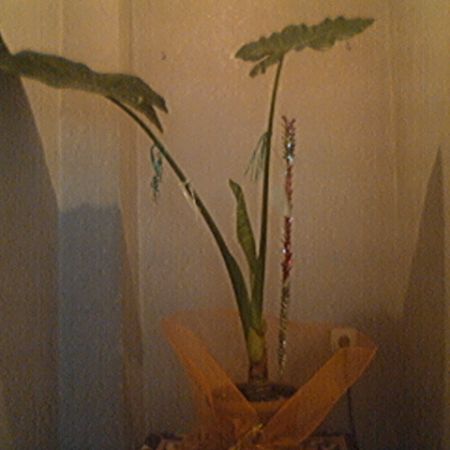 COLOCASIA 