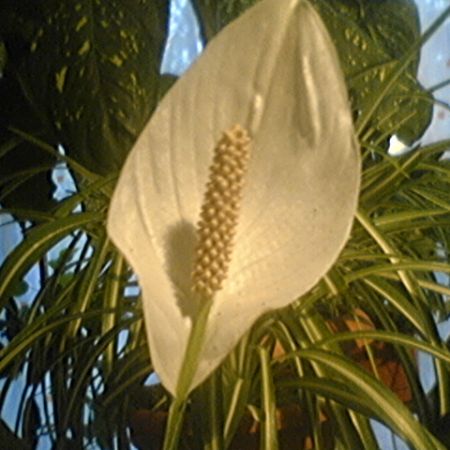 Spathiphyllum