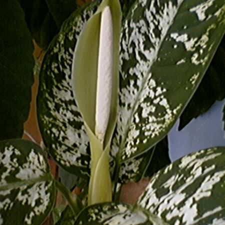 Dieffenbachia inflorita