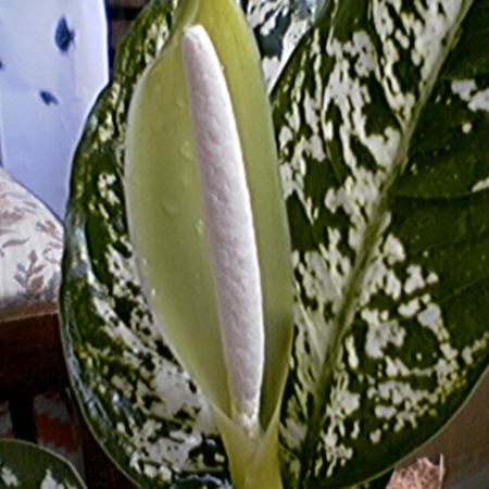 Dieffenbachia inflorita