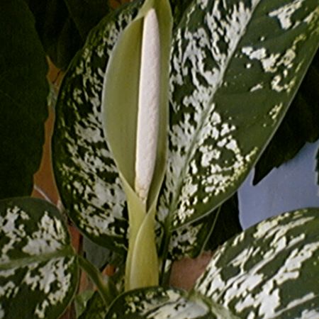 Dieffenbachia maculata inflorita