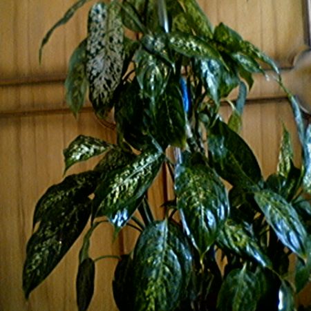 Dieffenbachia maculata