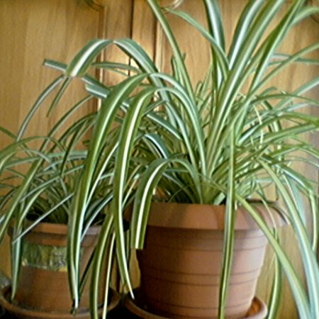 CHLOROPHYTUM
