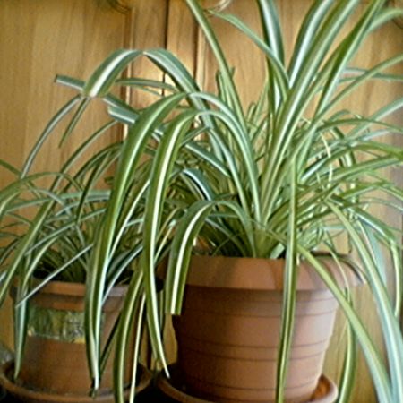 CHLOROPHYTUM