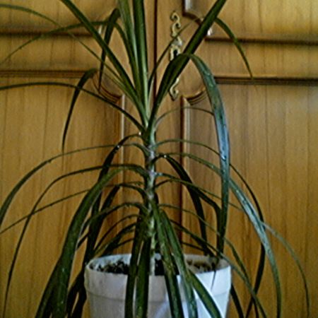 DRACENA