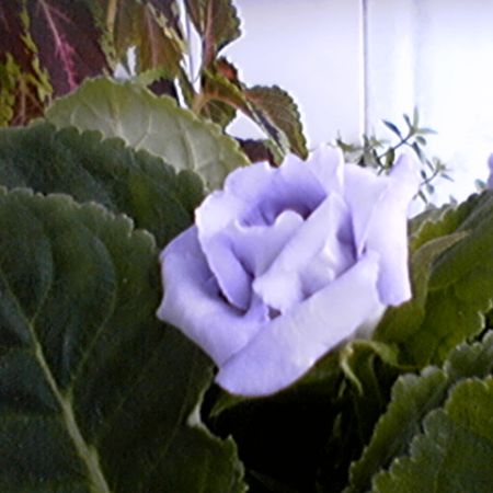 GLOXINIA