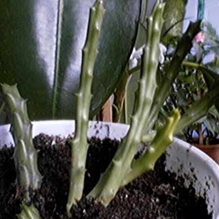 Stapelia 