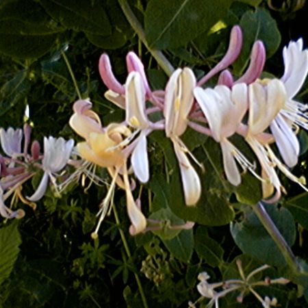 Lonicera