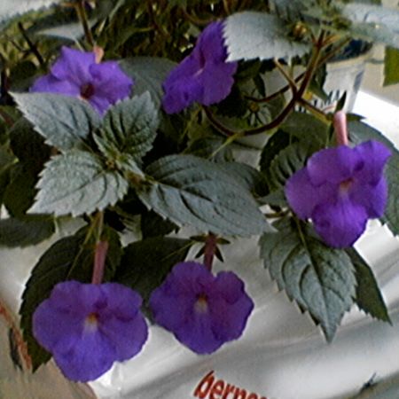 Achimenes