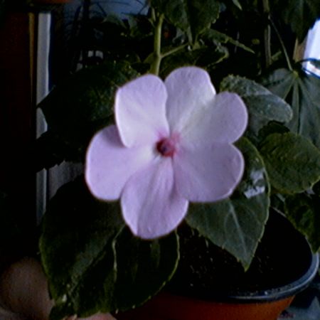 impatiens sau sporul casei