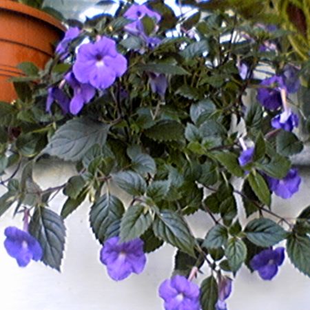 Achimenes